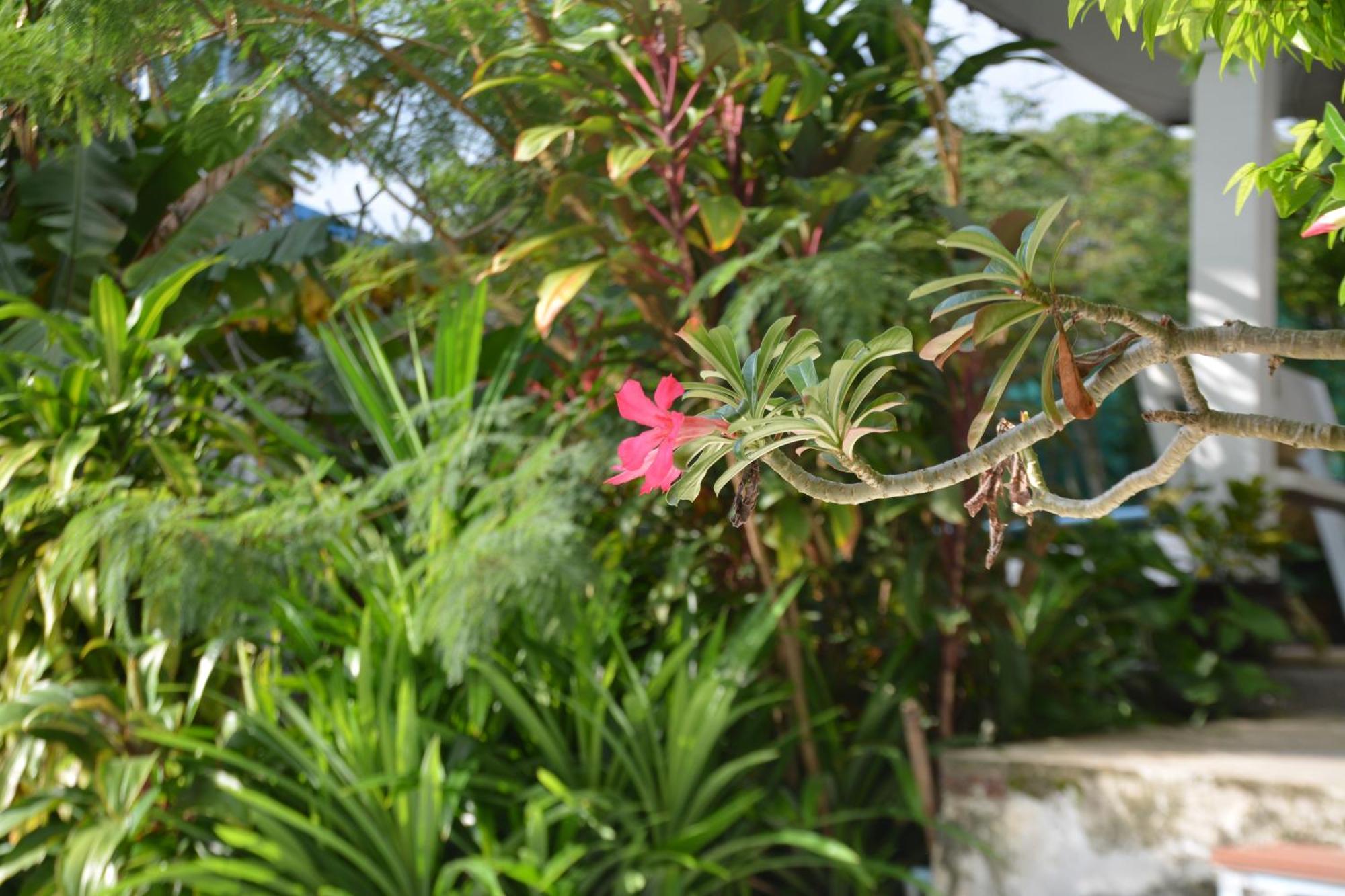Baan Suan Villa 1 Patong Εξωτερικό φωτογραφία